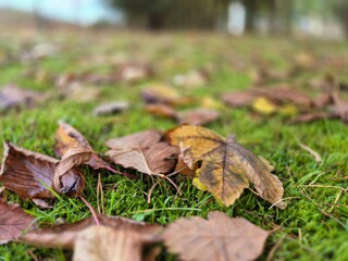 Autumn leaves on grass seasonal background