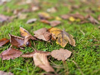 Autumn leaves on grass seasonal background