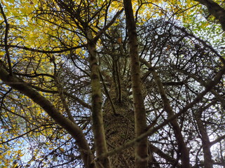 Tree branches in the deep forest background