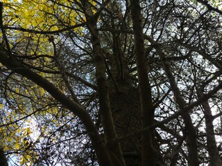 Tree branches in the deep forest background
