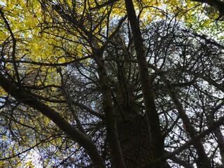 Tree branches in the deep forest background