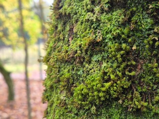 Moss on a tree bark close view natural background