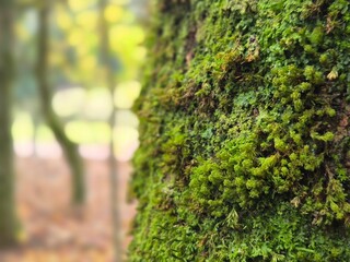 Naklejka premium Moss on a tree bark close view natural background