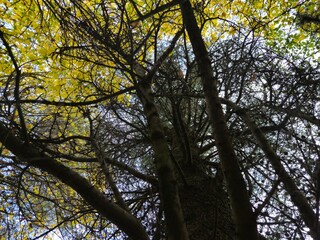 Tree branches in the deep forest background