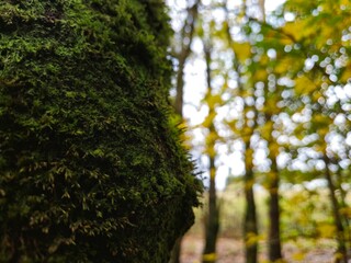 Moss on a tree bark close view natural background