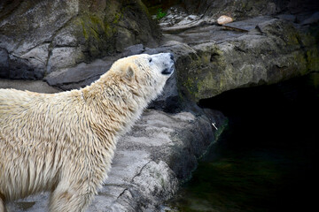 Portrait d'un ursid&eacute;