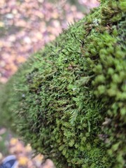 Moss on a tree bark close view natural background