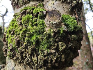 Fototapeta premium Moss on a tree bark close view natural background