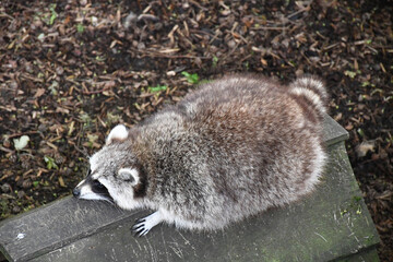 Raton laveur à la sieste
