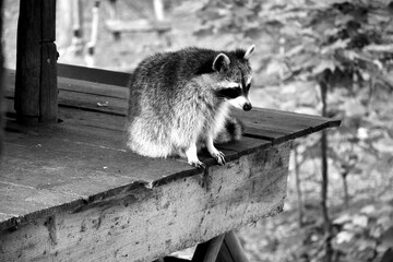 Raton laveur en noir et blanc