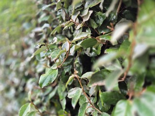 Green leaves on bushes close view with blurred background