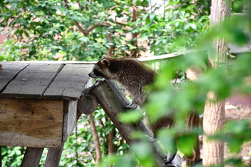 Raton laveur dans la verdure
