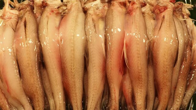 Raw Harpadon nehereus fish commonly named Bombay duck or loittya fish close up footage for sale in the shop.  

