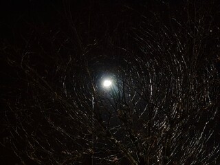 Lamp light rays coming through tree branches creating tunnel vortex illusion
