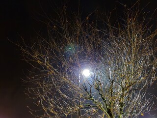 Lamp light rays coming through tree branches creating tunnel vortex illusion