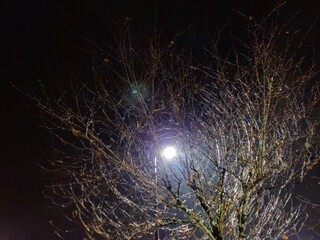 Lamp light rays coming through tree branches creating tunnel vortex illusion