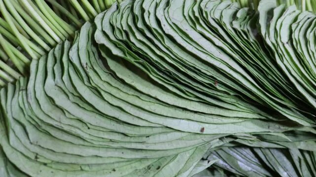 Closeup of a vendor folds piper betle or betel leaves or paan for sale in the local market. 
