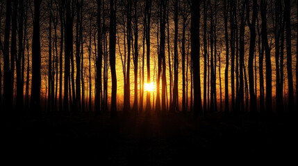 Fototapeta premium serene sunset behind tall trees creates tranquil atmosphere in forest. silhouettes of trees contrast beautifully with warm hues of setting sun, evoking sense of peace and reflection