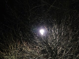 Lamp light rays coming through tree branches creating tunnel vortex illusion