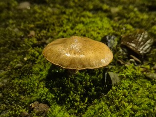 Little autumn mushrooms