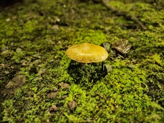 Little autumn mushrooms