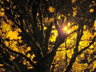 Trees at night in warm light of street lamps