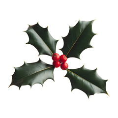 Holly Leaves and Berries on Transparent Background.