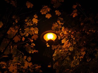 Trees at night in warm light of street lamps