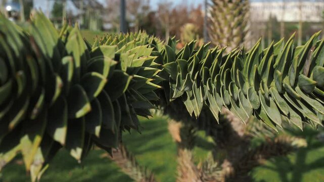 Chilean pine in a beautiful park.