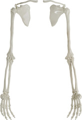 Concept of health, medicine, science and anatomy.