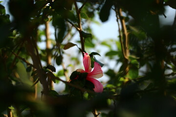 EliteGreen Hibiscus Plant , Hibiscus, Hybrid, Flower