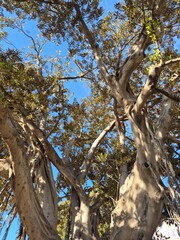 Old walking tree in Spain background