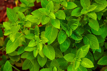 closeup on basil leaves in organic vegetable garden in Brazil