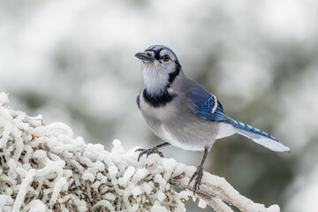 Blue jay perched on a snow-covered branch