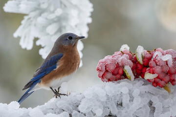 Bluebird perched on a snow-covered branch