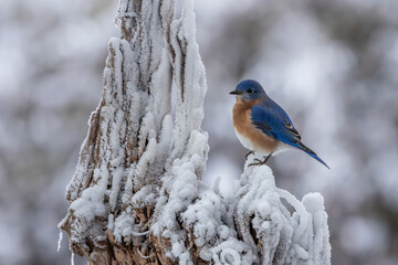 Bluebird perched on a snow-covered branch