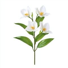 Obraz premium White orchid flowers with green leaves, isolated on a white background.