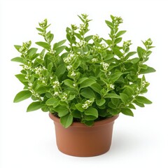 A vibrant green potted plant with delicate white flowers, isolated on white.