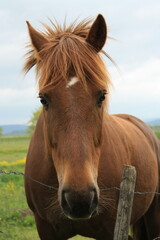 Obraz premium Tête de cheval marron avec une tâche blanche