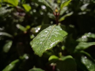 Waterdrops on a leaf close view background