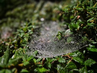 Obraz premium Water drops in spider web close view background