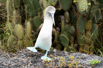 Blue-footed booby spotted while walking around Isla Isabels island, Galapagos Islands, Ecuador.