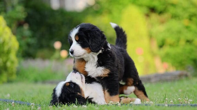 Two Bernese Mountain Dog puppies play on green grass, full of joy and boundless energy.