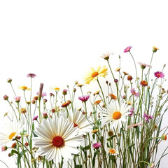 Set of different beautiful flowers on white background. Banner design