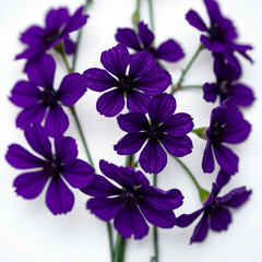 Set of different beautiful flowers on white background. Banner design