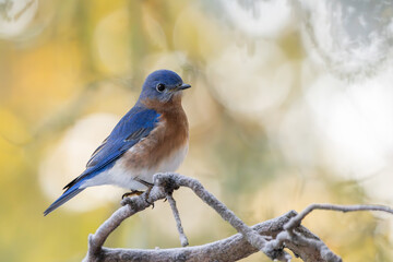 A bluebird perched on a snow-covered branch