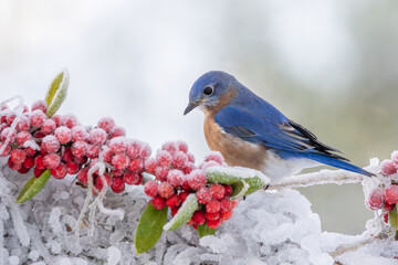 A bluebird perched on a snow-covered branch with red berries