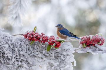 A bluebird perched on a snow-covered branch with red berries
