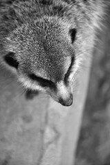 Suricate en contre plongée