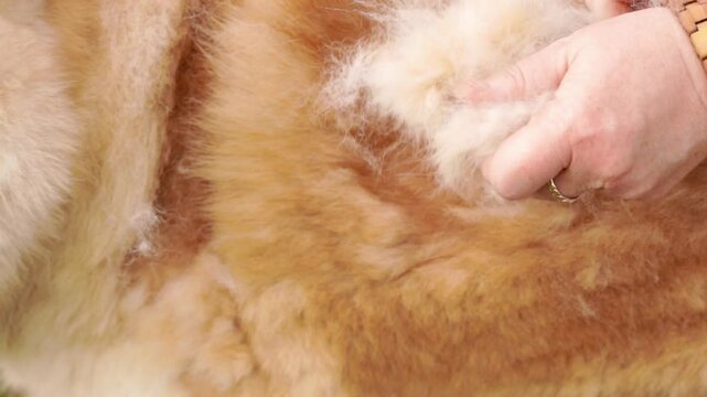 vid&eacute;o au ralenti, du brossage d'un chien &agrave; fourrure &eacute;paisse